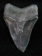 Black Fossil Megalodon Tooth #12004-2